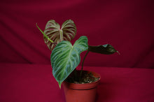 Load image into Gallery viewer, Philodendron Verrucosum