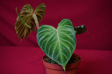 Load image into Gallery viewer, Philodendron Verrucosum