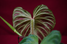 Load image into Gallery viewer, Philodendron Verrucosum