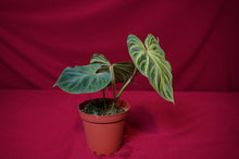 Load image into Gallery viewer, Philodendron Verrucosum