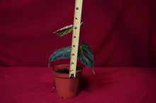 Load image into Gallery viewer, Philodendron Verrucosum "Verde"