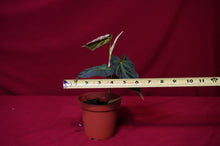 Load image into Gallery viewer, Philodendron Verrucosum "Verde"