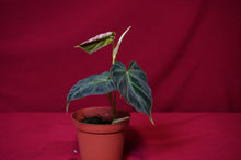 Load image into Gallery viewer, Philodendron Verrucosum "Verde"