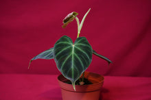 Load image into Gallery viewer, Philodendron Verrucosum "Verde"