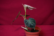 Load image into Gallery viewer, Philodendron Verrucosum "Verde"