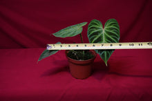 Load image into Gallery viewer, Philodendron Verrucosum "Mini"