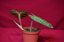 Load image into Gallery viewer, Philodendron Verrucosum "Mini"