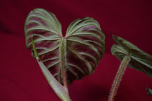 Load image into Gallery viewer, Philodendron Verrucosum "Mini"