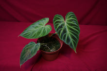 Load image into Gallery viewer, Philodendron Verrucosum "Mini"