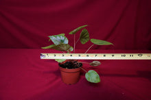 Load image into Gallery viewer, Begonia Species U545