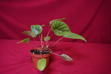 Load image into Gallery viewer, Begonia Species U545