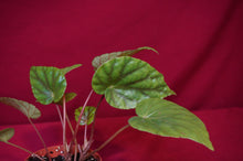 Load image into Gallery viewer, Begonia Species U545
