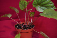 Load image into Gallery viewer, Begonia Species U545