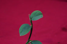 Load image into Gallery viewer, Philodendron Pteropus Aff
