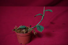 Load image into Gallery viewer, Philodendron Pteropus Aff