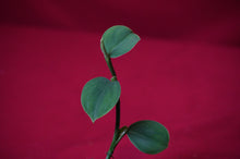Load image into Gallery viewer, Philodendron Pteropus Aff