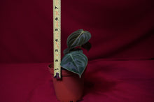 Load image into Gallery viewer, Philodendron Melanochrysum