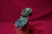 Load image into Gallery viewer, Philodendron Melanochrysum