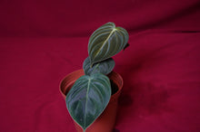 Load image into Gallery viewer, Philodendron Melanochrysum