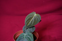 Load image into Gallery viewer, Philodendron Melanochrysum
