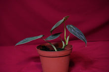 Load image into Gallery viewer, Philodendron Melanochrysum