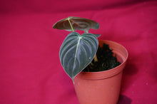 Load image into Gallery viewer, Philodendron Melanochrysum