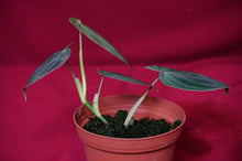 Load image into Gallery viewer, Philodendron Melanochrysum