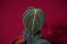 Load image into Gallery viewer, Philodendron Melanochrysum