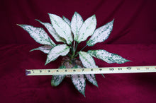 Load image into Gallery viewer, Aglaonema Super White