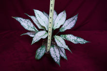Load image into Gallery viewer, Aglaonema Super White