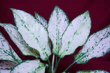 Load image into Gallery viewer, Aglaonema Super White