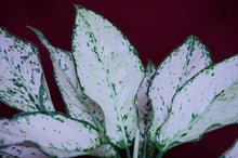 Load image into Gallery viewer, Aglaonema Super White