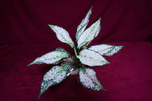 Load image into Gallery viewer, Aglaonema Super White