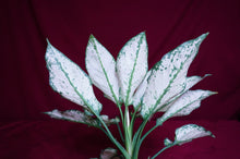 Load image into Gallery viewer, Aglaonema Super White