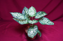 Load image into Gallery viewer, Aglaonema Anyamanee