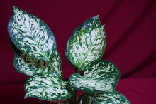 Load image into Gallery viewer, Aglaonema Anyamanee