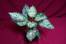 Load image into Gallery viewer, Aglaonema Anyamanee