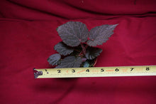 Load image into Gallery viewer, Begonia Species U485