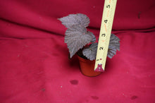 Load image into Gallery viewer, Begonia Species U485