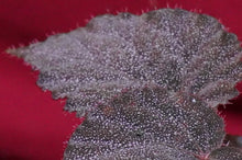 Load image into Gallery viewer, Begonia Species U485