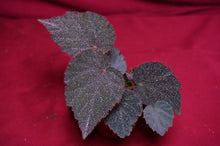 Load image into Gallery viewer, Begonia Species U485