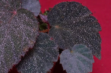 Load image into Gallery viewer, Begonia Species U485