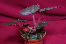 Load image into Gallery viewer, Begonia Species U485