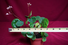 Load image into Gallery viewer, Begonia Conchifolia Rubrimacula