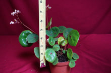 Load image into Gallery viewer, Begonia Conchifolia Rubrimacula