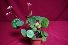 Load image into Gallery viewer, Begonia Conchifolia Rubrimacula