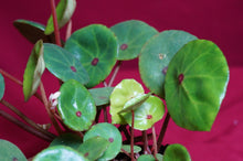 Load image into Gallery viewer, Begonia Conchifolia Rubrimacula