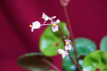 Load image into Gallery viewer, Begonia Conchifolia Rubrimacula