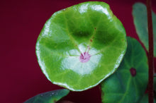 Load image into Gallery viewer, Begonia Conchifolia Rubrimacula