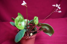 Load image into Gallery viewer, Begonia Conchifolia Rubrimacula